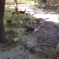 قوغاز بزرگ و جوجه