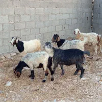 چهار عدد بز جوان