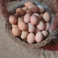 تخم مرغ خانگی