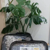 کاور فرش ( روفرشی کشدار )