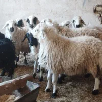 بره نر و میش قصر عید قربان