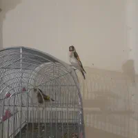 سهره نرماده کارداده