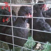 تخم مرغ نطفه دار سلطان و لهستانی