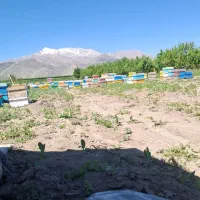 کارگر.نگهبان زنبور.نیروی کار