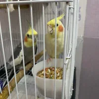 جفت عروس هلندی