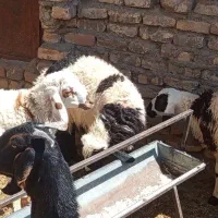 3 راس بره نر