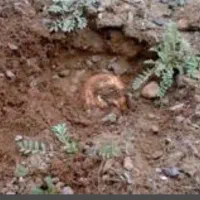 دنبل کوهی دنبلان تازه از کوه رسید