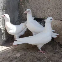 جوانه کفتر