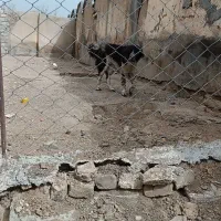 قدرجونی سگ گله