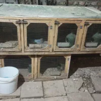 قفس کفتر جفت گاهی