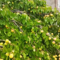 باغ ویلا 850 متر با امتیازات کامل آب برق گاز