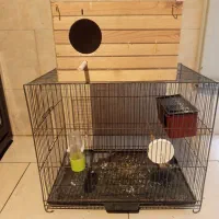 لانه پرنده عروس هلندی