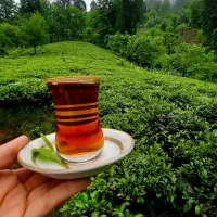 چای بهاره 1405 محصول کوهپایه لاهیجان