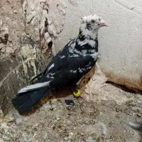 ۴تا کفتر بوم شهرستانی دوتا بزک سینه سبز طاوسی