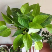 گل های بسیار زیبا و سرحال