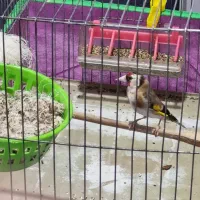 سهره ماده اماده