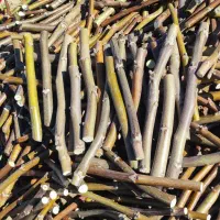 پیوندک گردو