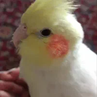 عروس هلندی زرد رنگ گم شده