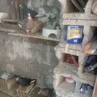کفتر پلنگ