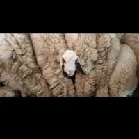 گوسفند میش بره دوقلو