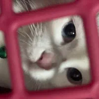 گربه