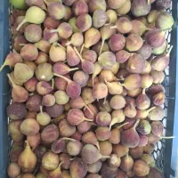 انجیر محلی فلگ