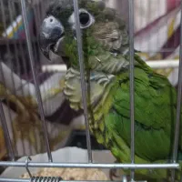 فروش گرینچیک سخنگو