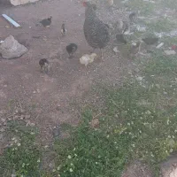 مرغ و جوجه