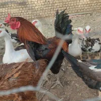 فروش خروس جوان