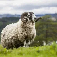 گوسفند فروشی