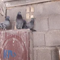 سبز پاکستانی