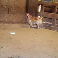 تول بازی گوش