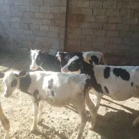 گوساله قطع شیر