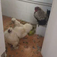 مرغ و خروس تزئینی