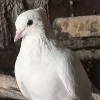 سغید بازی کن وشهری