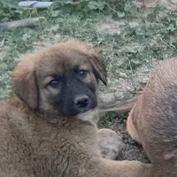 توله سگ دورگه