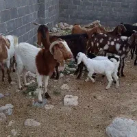 فروش 15راس بزو کهر