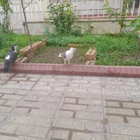 کبوتر|پرنده|تربت‌حیدریه, قائم|دیوار