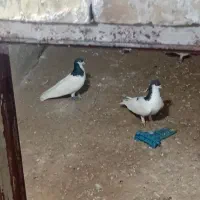کبوتر شصتی