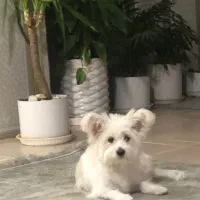 سگ گمشده