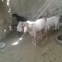 گوسفند فروشی فوری