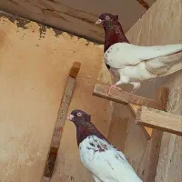 ماده کله سرخ