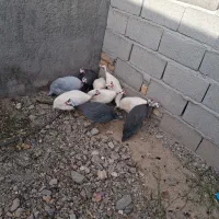 مرغ شاخدار