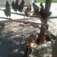 خروس|حیوانات مزرعه|سرپل ذهاب, |دیوار