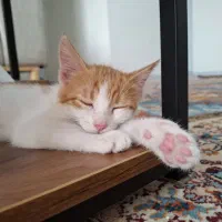 واگذاری گربه نر