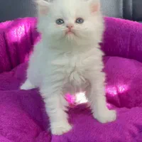 پرشین و بریتیش سفید چشم ابی