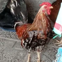 خروس