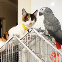 طوطی کاسکو شیطون