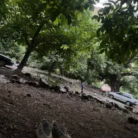 زمین با پروانه در روستای عرب اباد
