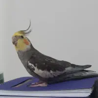 عروس هلندی